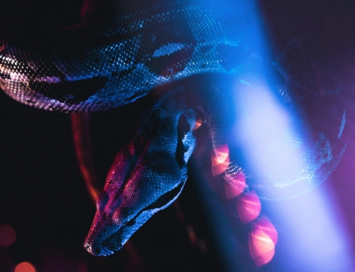 Uncoiling the Enigma of Russian Intelligence’s “Snake Malware”